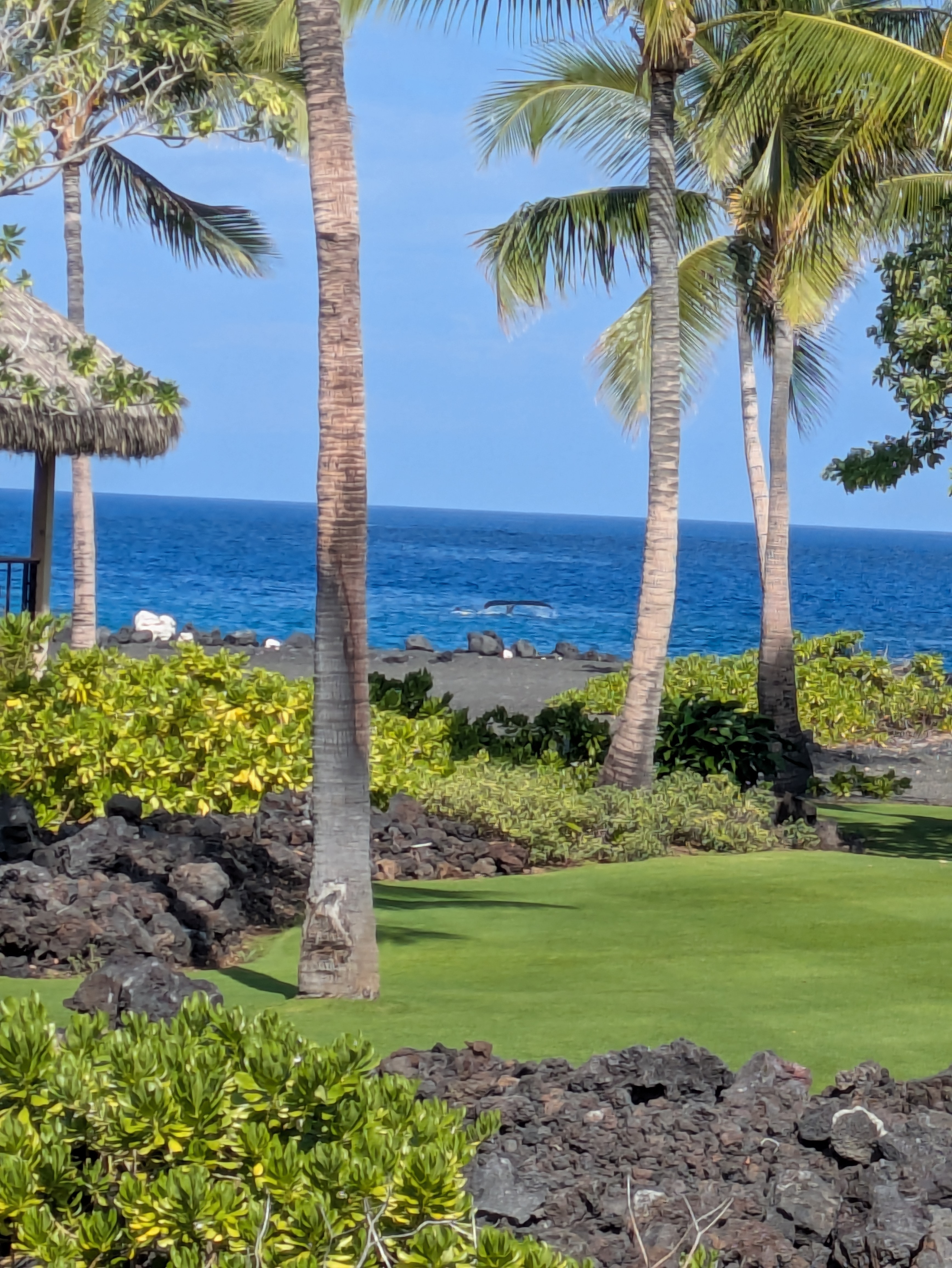 PXL 20250224 201622579