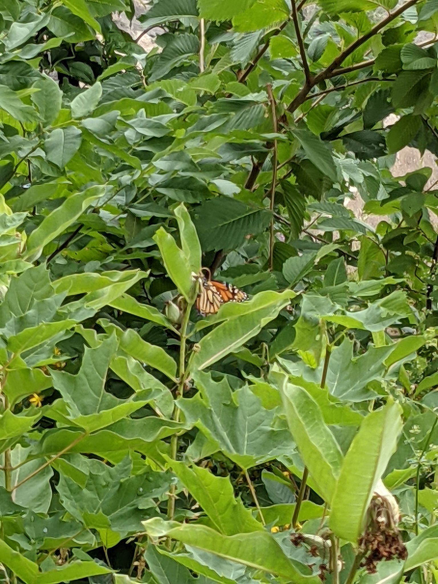 PXL 20210706 164833801