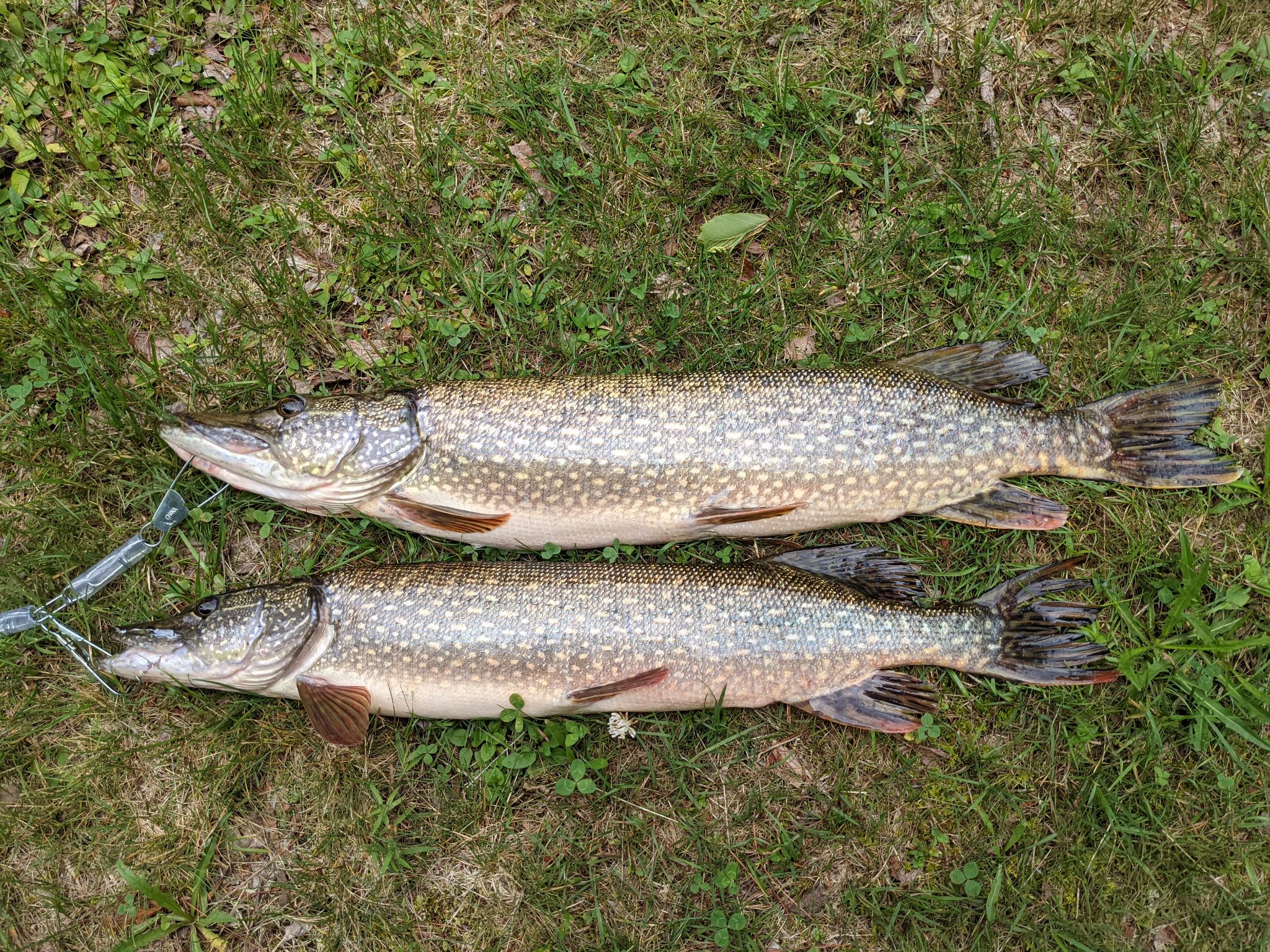 PXL 20210709 160905083