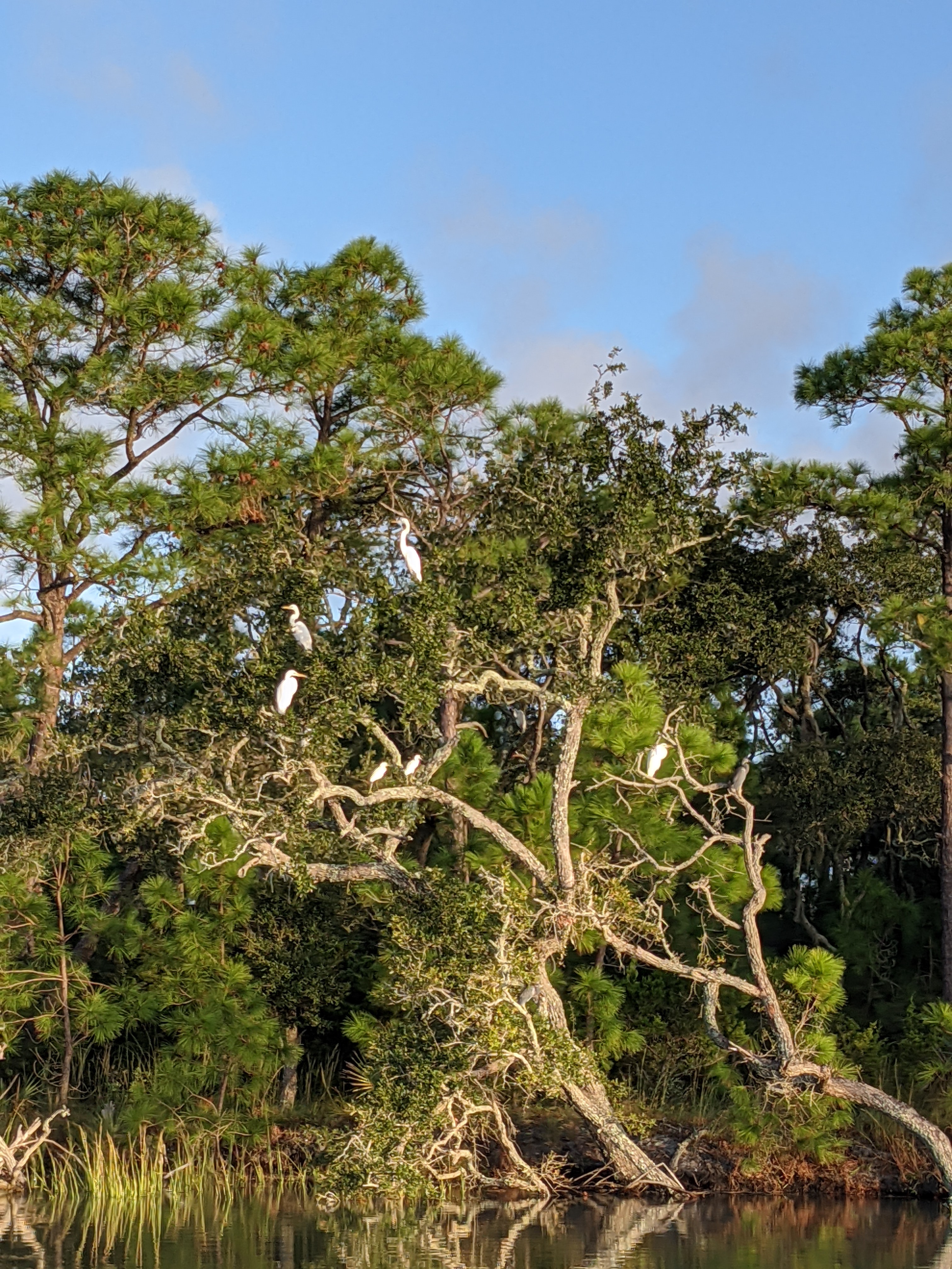 PXL 20201016 121331933