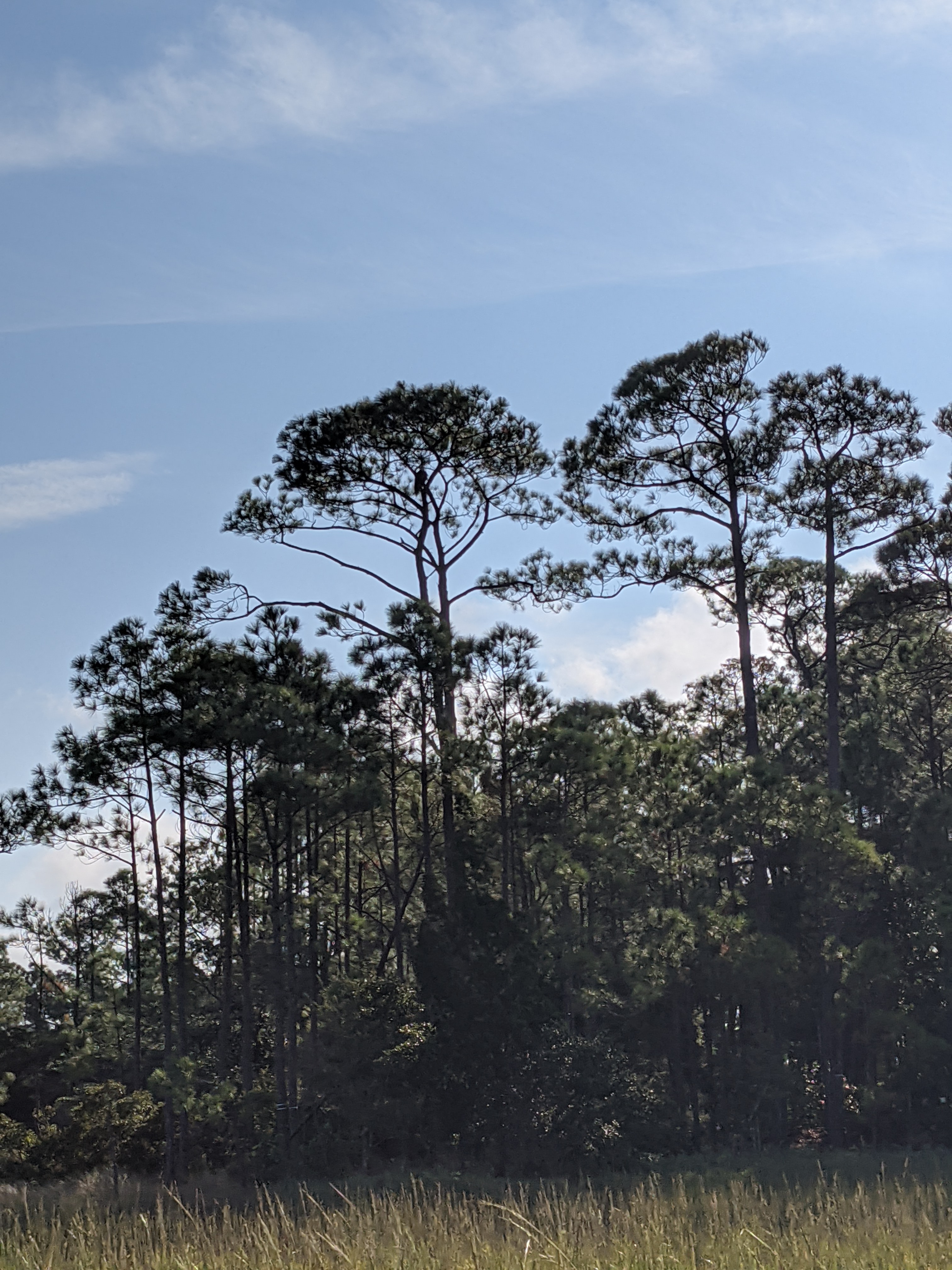 PXL 20201016 134956996